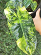 Philodendron Burle Marx Variegated