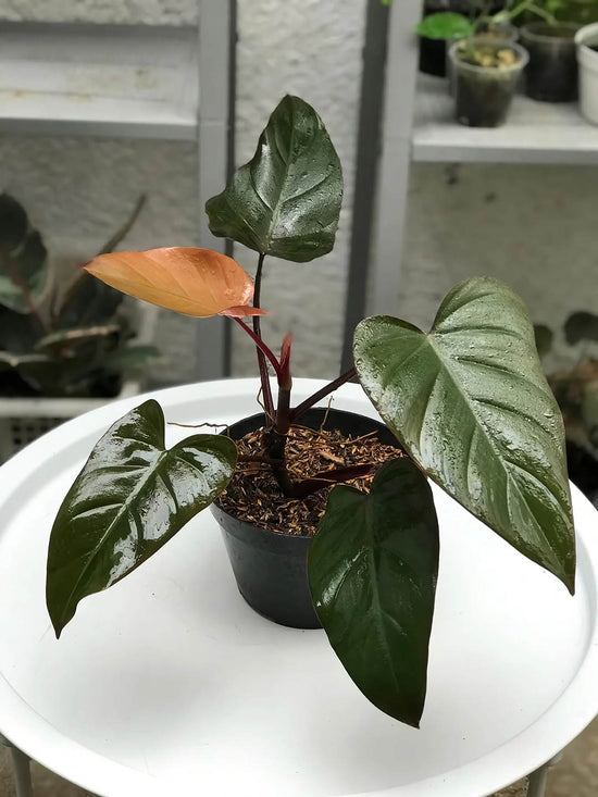 Philodendron Erubescens Dark Lord Plant or Blushing Philodendron with Dark Orange, Pink, Red coloured leaves