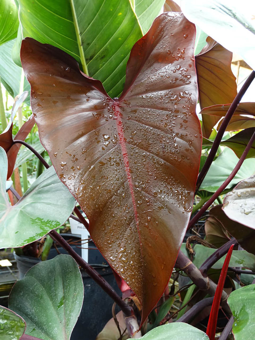 Philodendron Erubescens Dark Lord 
