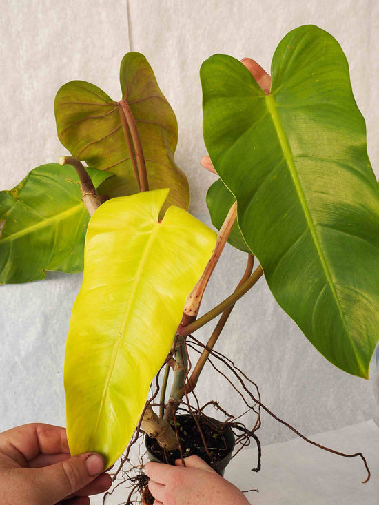 Philodendron Erubescens Hybrid Plant or Blushing Philodendron with Green, Red coloured leaves