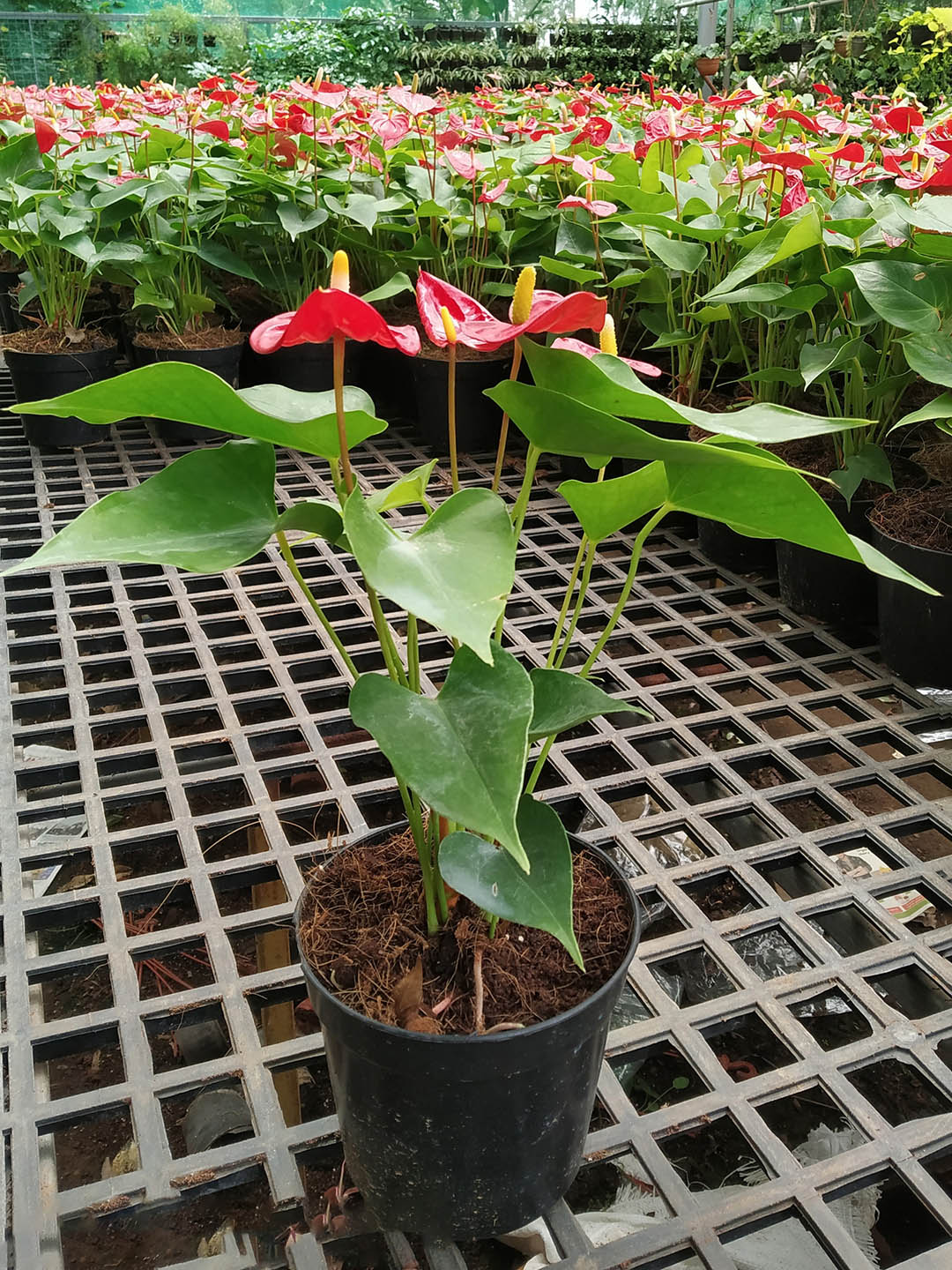 anthurium andraeanum color Anthurium Andraeanum 'Red' Plant – Potclay