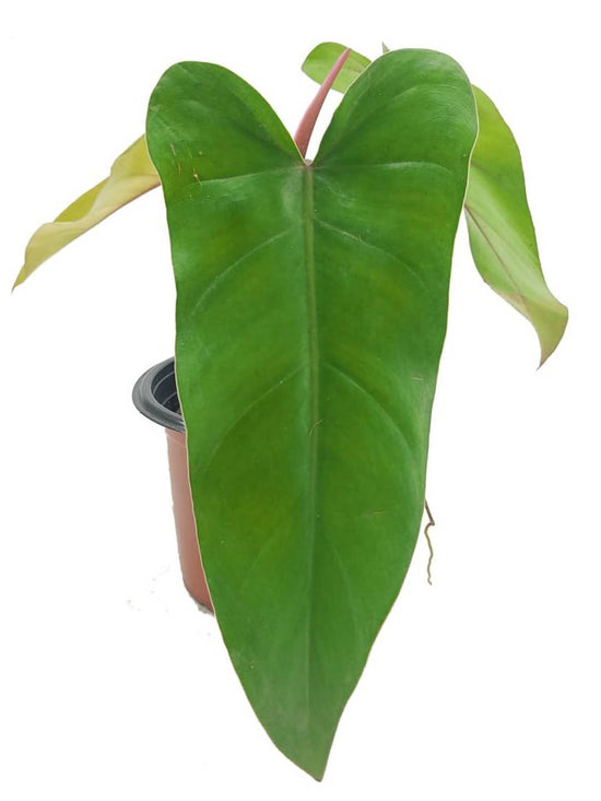 Philodendron Erubescens Red Emerald Plant or Blushing Philodendron with Green coloured leaves