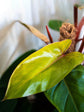 Philodendron Erubescens Red Emerald 