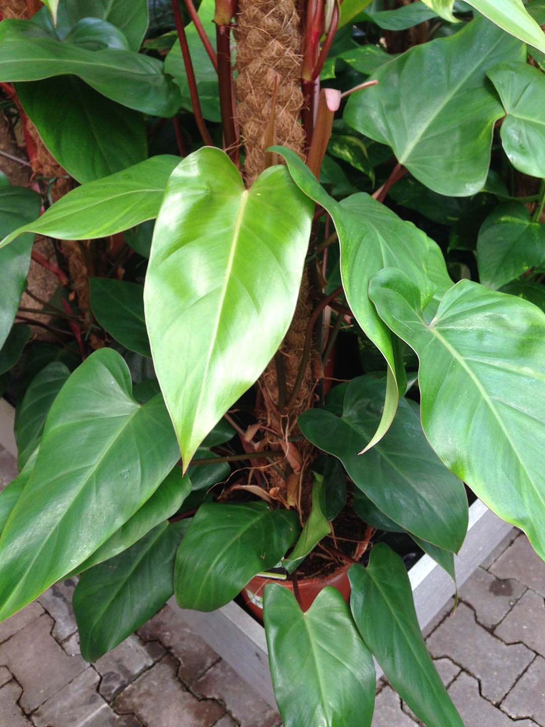 philodendron erubescens red emerald marbled Red Emerald Philodendron Plant – Potclay