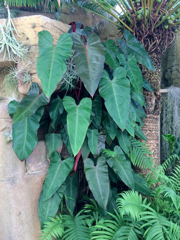 Philodendron Erubescens Red Emerald 