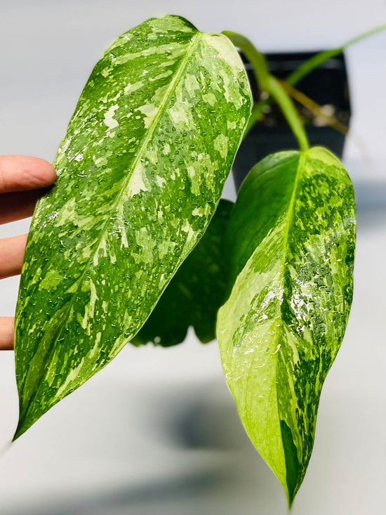 Philodendron Jose Buono Plant or Variegated Spade Leaf Philodendron with Green, Yellow coloured leaves