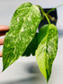 Philodendron Jose Buono Plant or Variegated Spade Leaf Philodendron with Green, Yellow coloured leaves