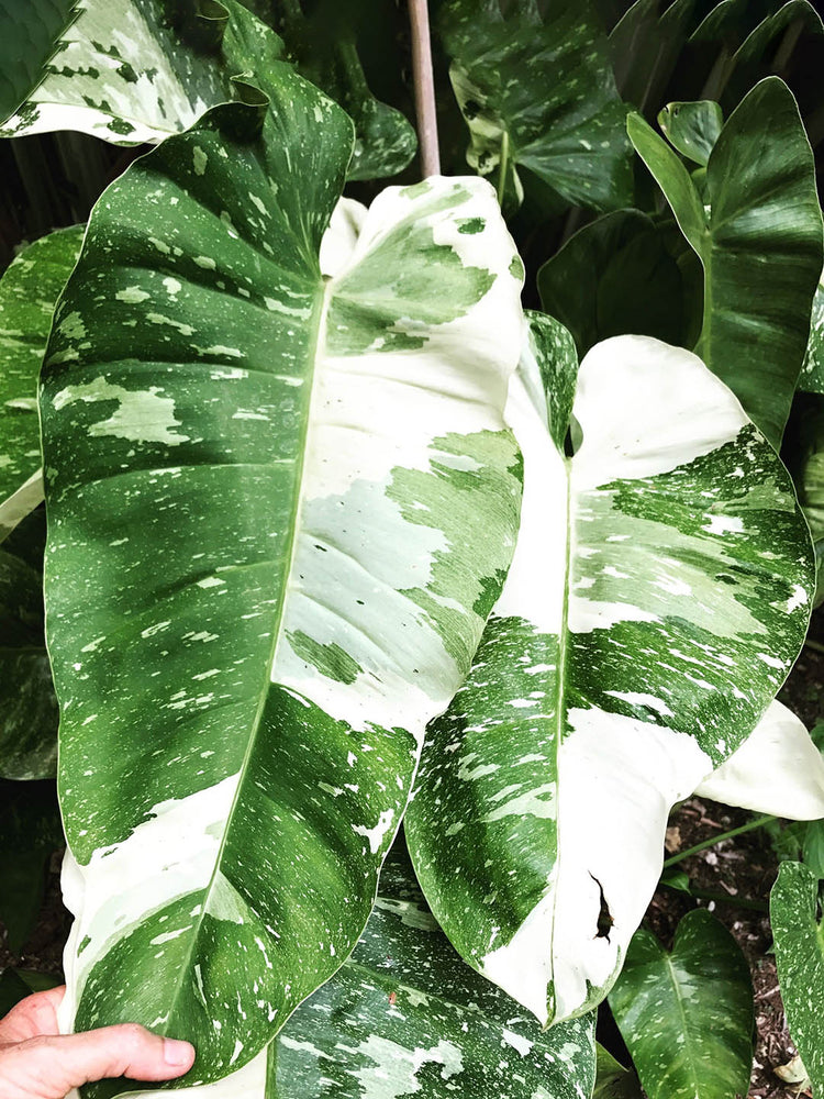 Philodendron Jose Buono 