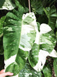 Philodendron Jose Buono 