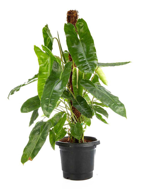 Philodendron Kerala Hybrid Plant or Philodendron bipinnatifidum with Green coloured leaves