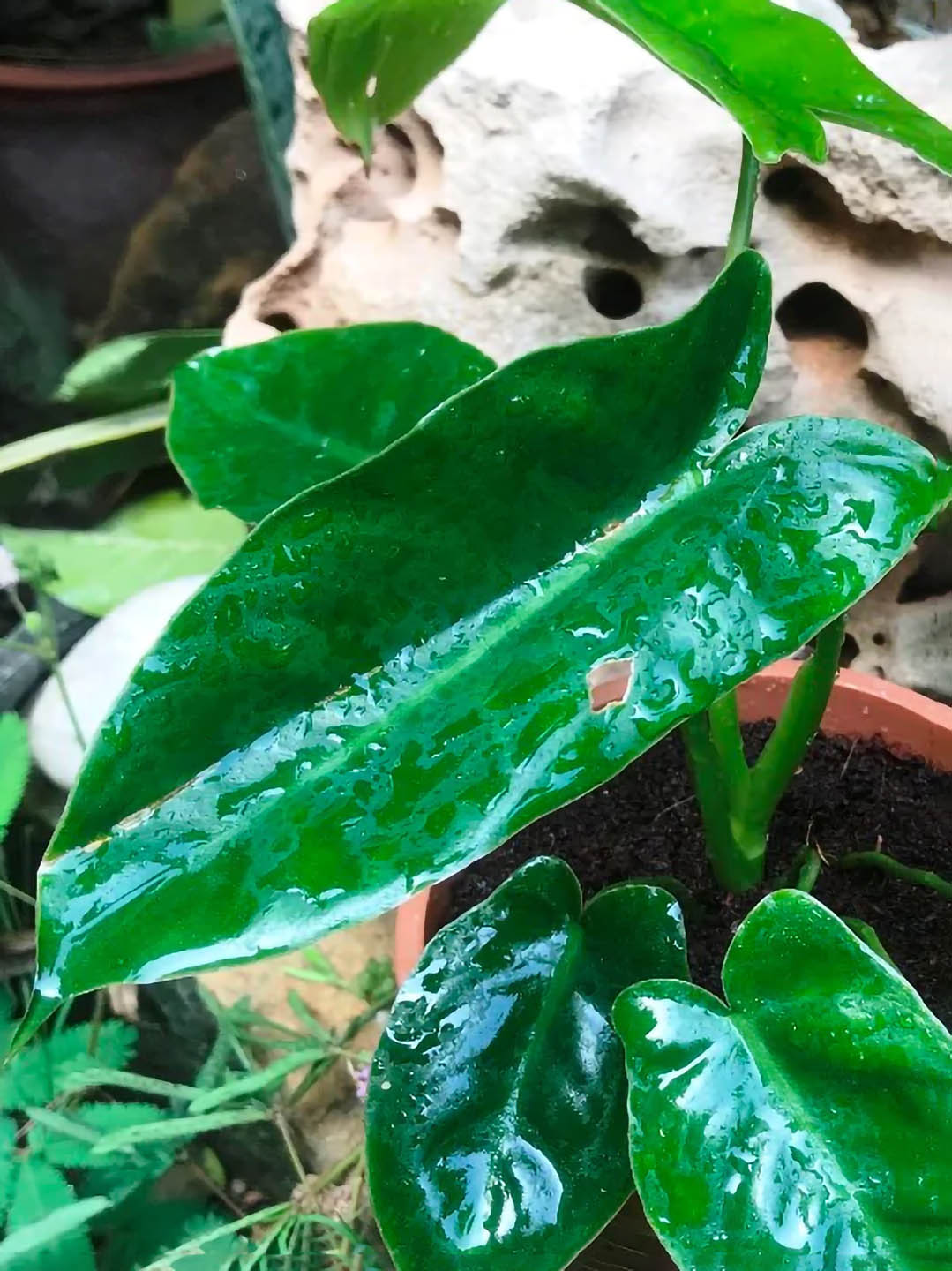 philodendron kerala Philodendron 'Kerala Hybrid' – Potclay