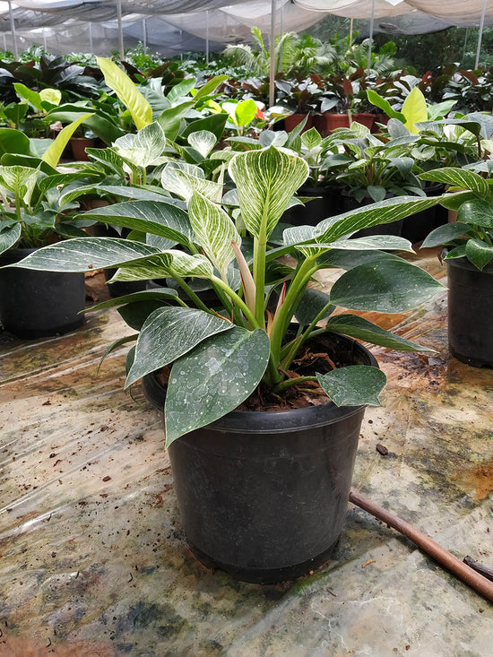 Philodendron Birkin Plant or Philodendron White Wave with White Veins on Green coloured leaves