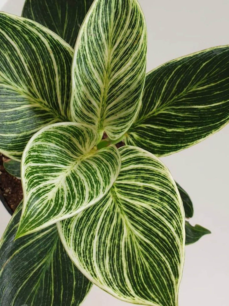 Philodendron Birkin 