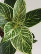 Philodendron Birkin 