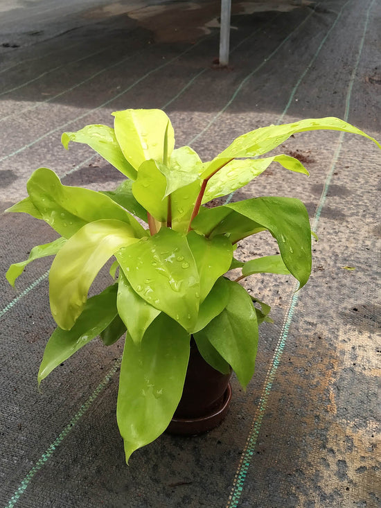 Philodendron Erubescens Gold Plant or Philodendron Lemon Lime, Philodendron Ceylon Golden with Lime Green coloured leaves