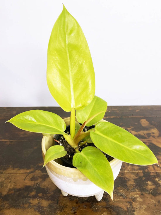 Philodendron Golden Melinonii Plant or Giant Split Philodendron with Green, Light green coloured leaves