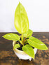 Philodendron Golden Melinonii Plant or Giant Split Philodendron with Green, Light green coloured leaves