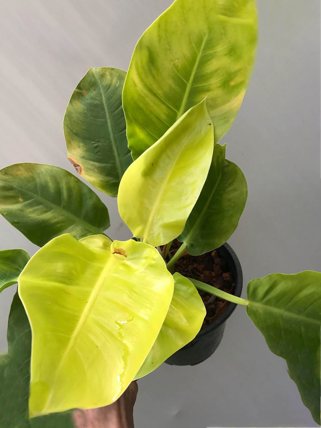philodendron golden melinonii Philodendron 'Golden Melinonii' – Potclay