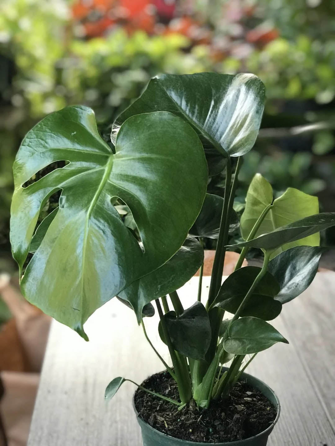 Philodendron Monstera Deliciosa Plant or Split leaf Philodendron with Green coloured leaves