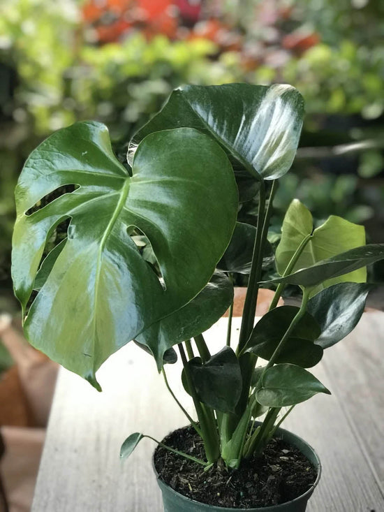 Philodendron Monstera Deliciosa Plant or Split leaf Philodendron with Green coloured leaves