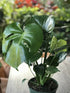 Philodendron Monstera Deliciosa Plant or Split leaf Philodendron with Green coloured leaves