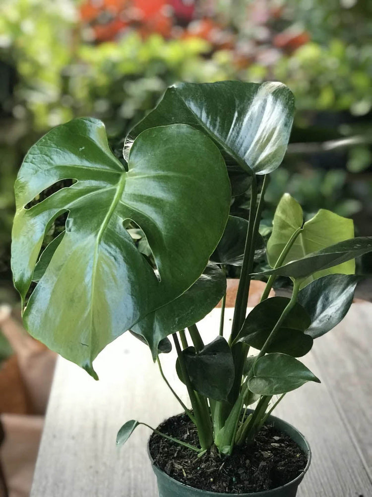Philodendron Monstera Deliciosa Plant or Split leaf Philodendron with Green coloured leaves