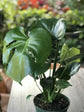 Philodendron Monstera Deliciosa Plant or Split leaf Philodendron with Green coloured leaves