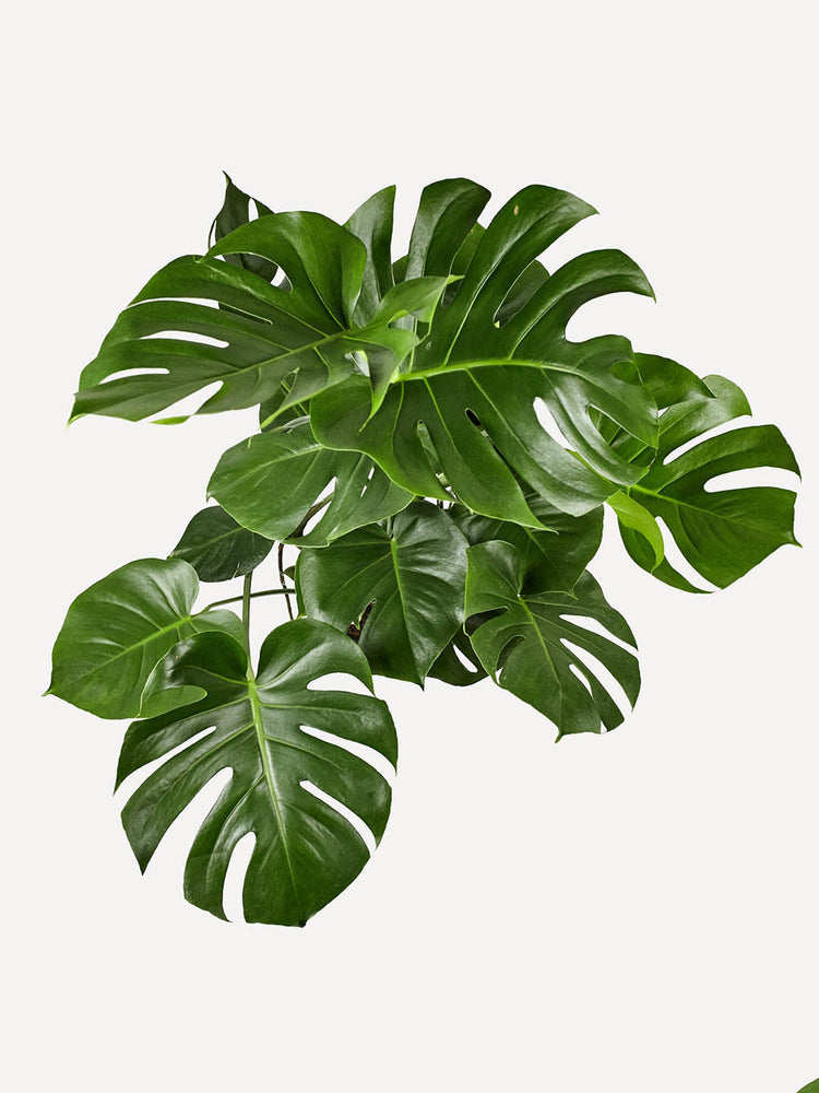 Philodendron Monstera Deliciosa 