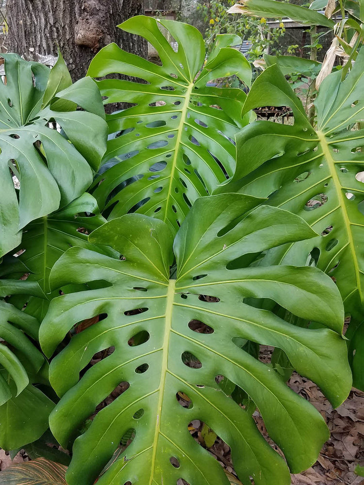 Philodendron Monstera Deliciosa 