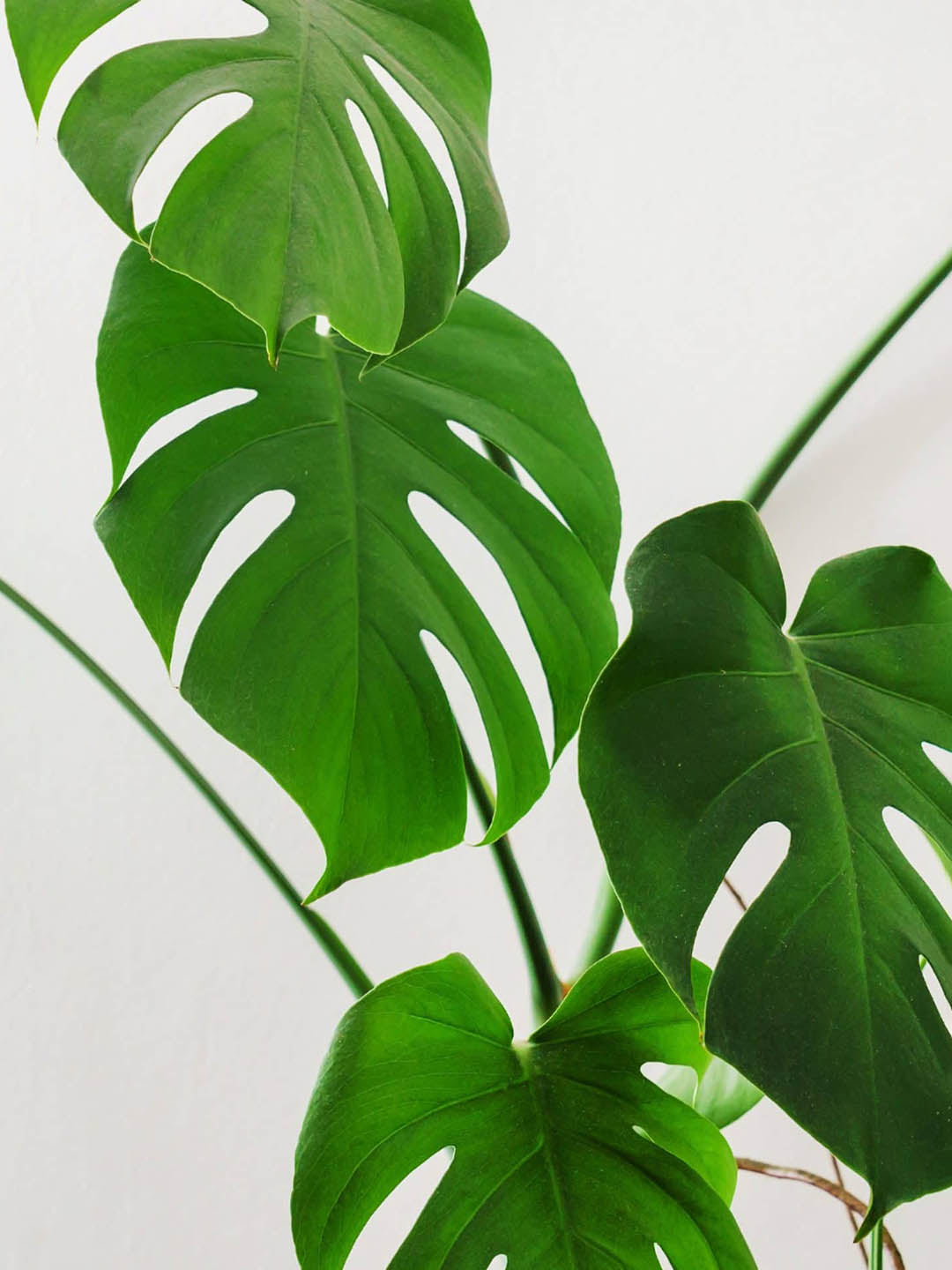 philodendron deliciosa Philodendron 'Monstera Deliciosa' – Potclay