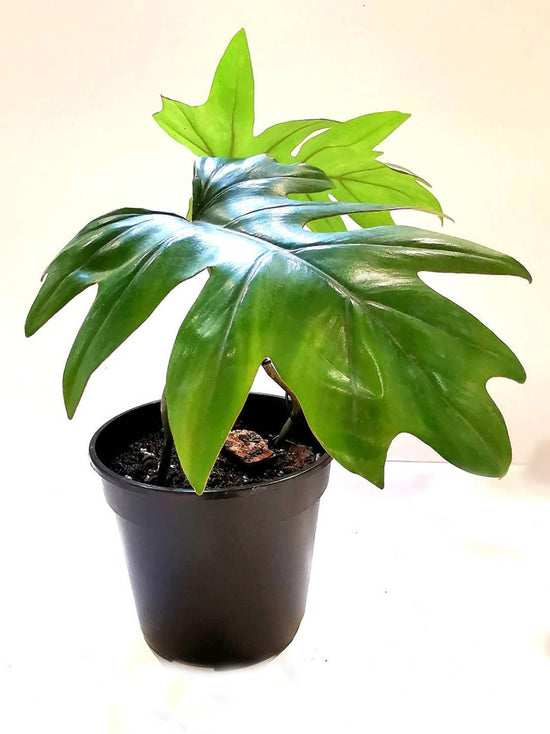 Philodendron Mayoi Plant or Philodendron with Green coloured leaves
