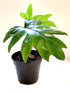 Philodendron Mayoi Plant or Philodendron with Green coloured leaves