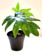 Philodendron Mayoi Plant or Philodendron with Green coloured leaves