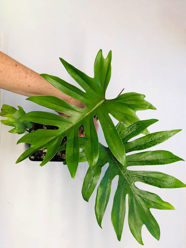 Philodendron Mayoi 