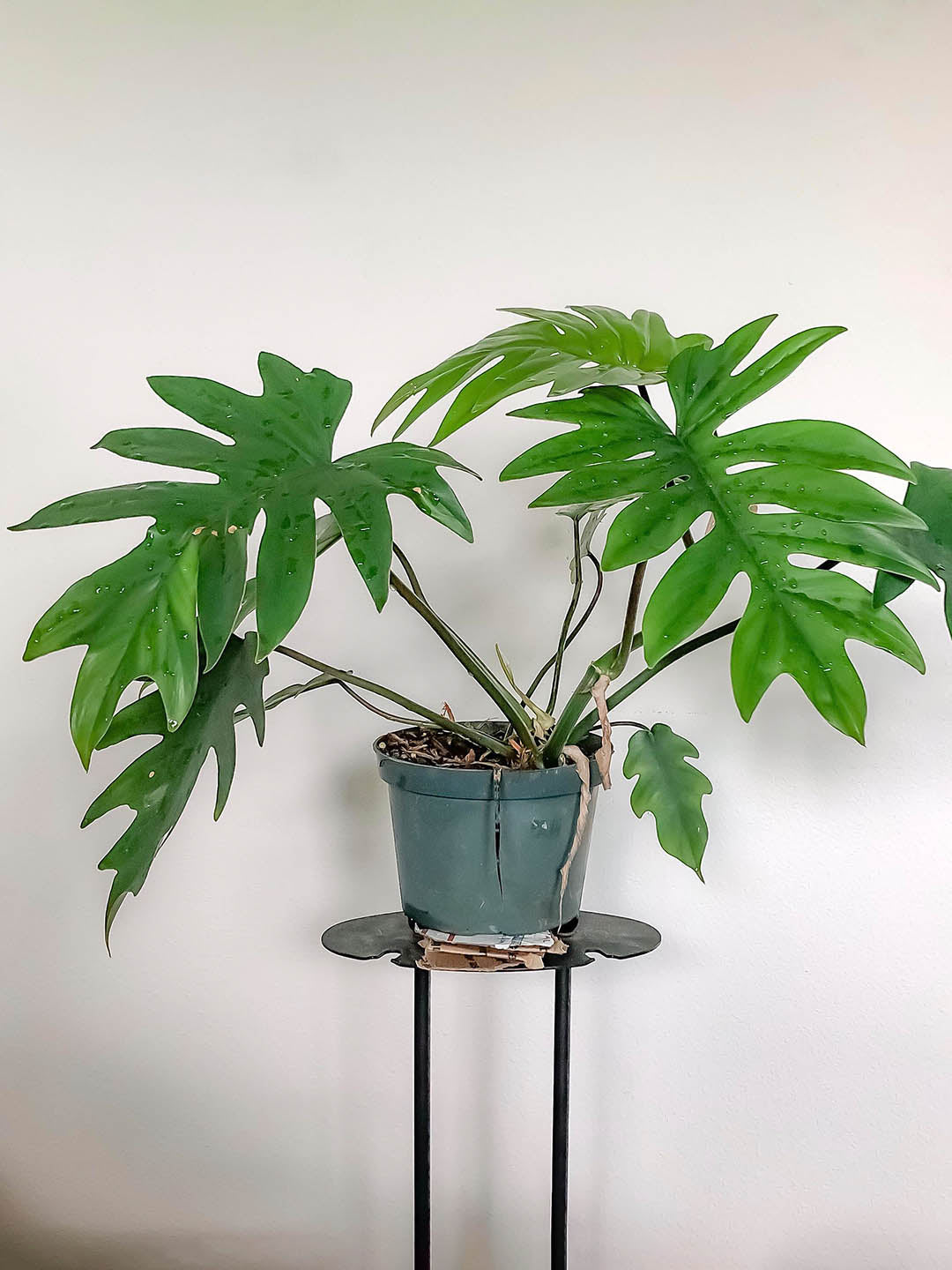 Philodendron Mayoi 