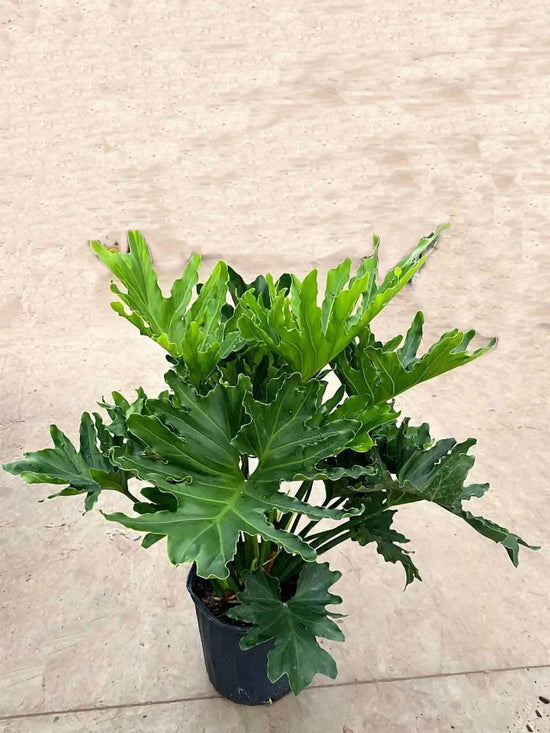 Philodendron Selloum Plant or Lacy Tree Philodendron with Green Wavy Leaf coloured leaves