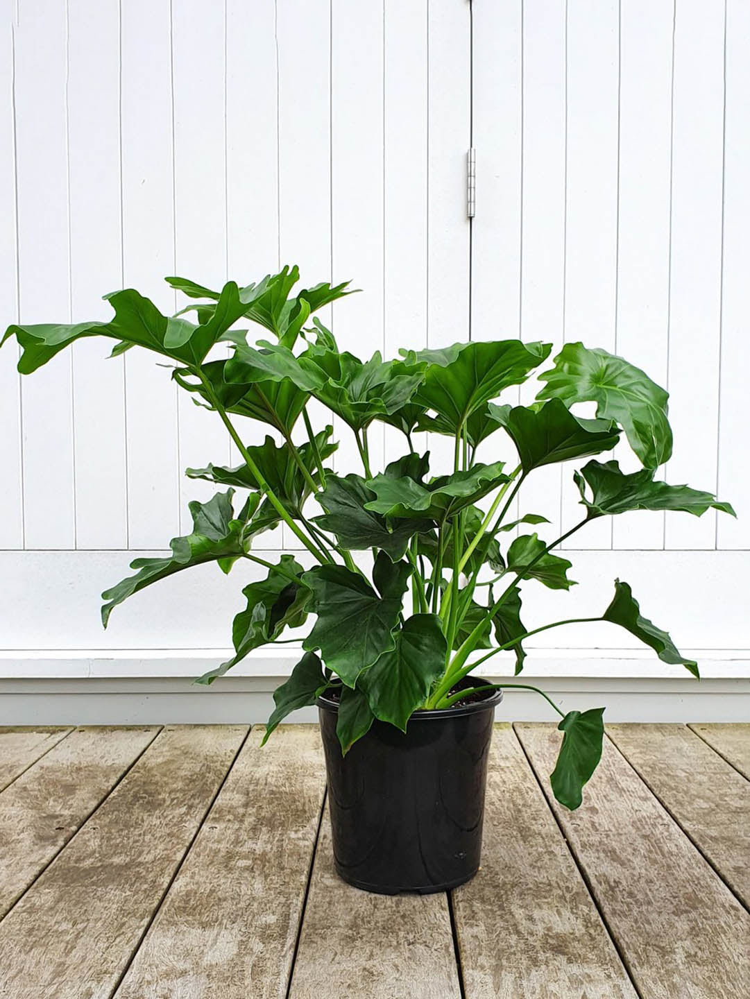 Philodendron Selloum 