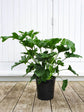 Philodendron Selloum 