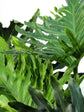 Philodendron Selloum 