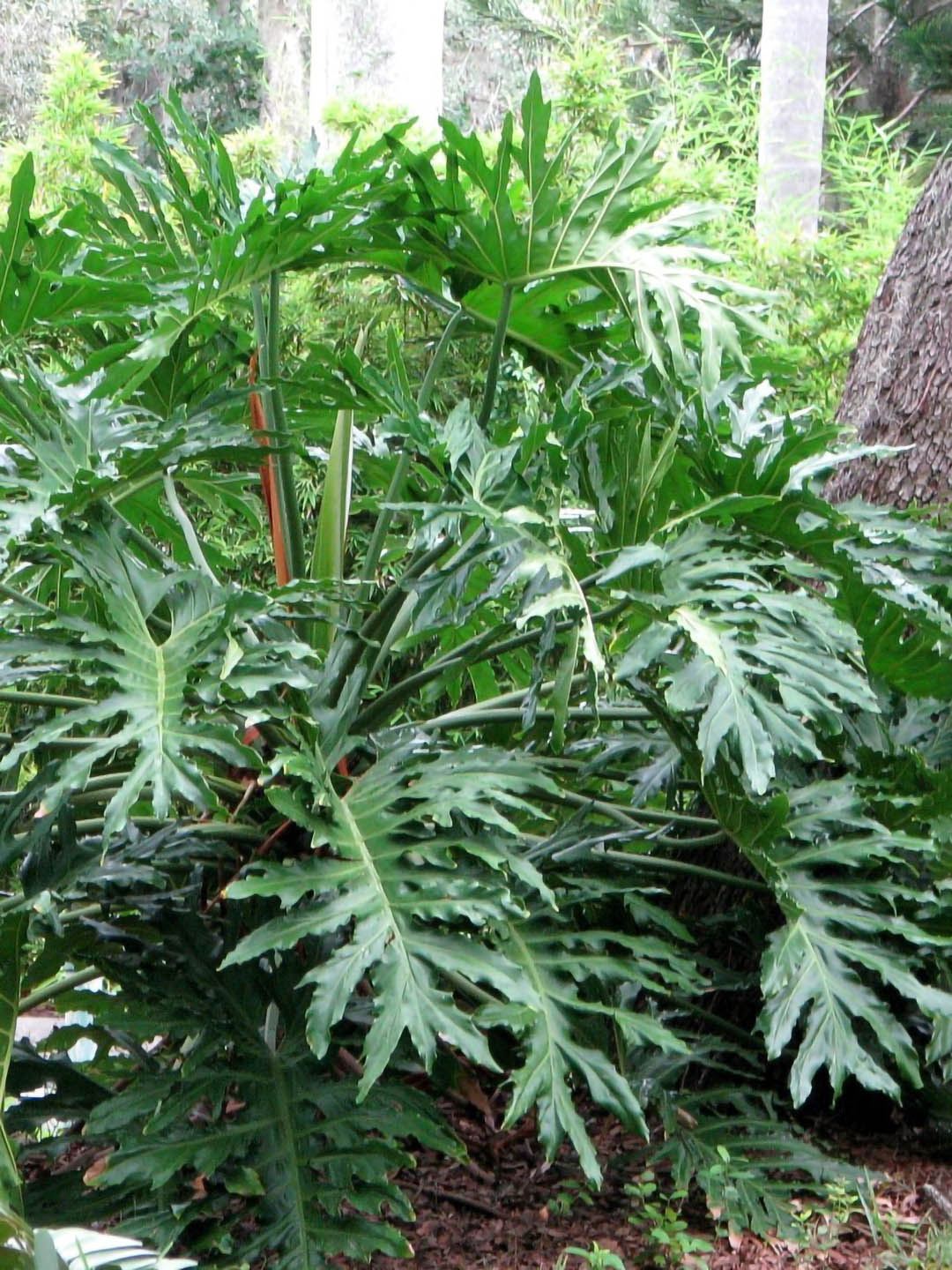Philodendron Selloum 