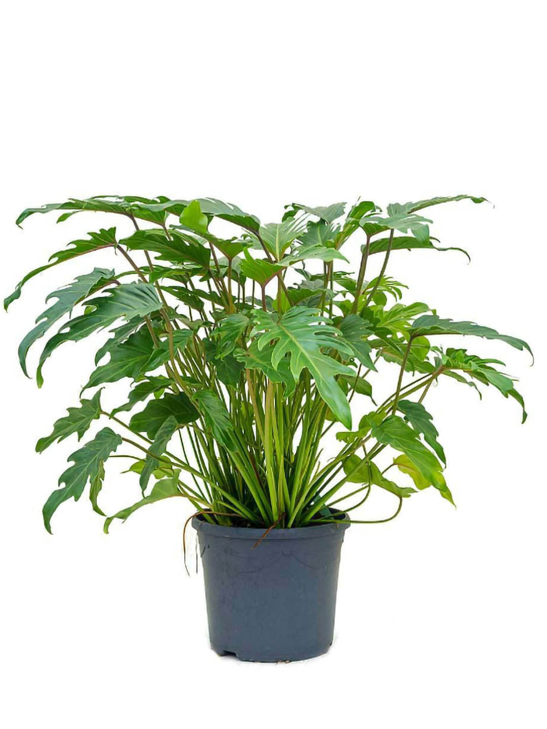 Philodendron Xanadu Green Plant or Philodendron Winterbourn with Green Smooth Leaf coloured leaves