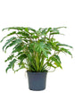 Philodendron Xanadu Green Plant or Philodendron Winterbourn with Green Smooth Leaf coloured leaves