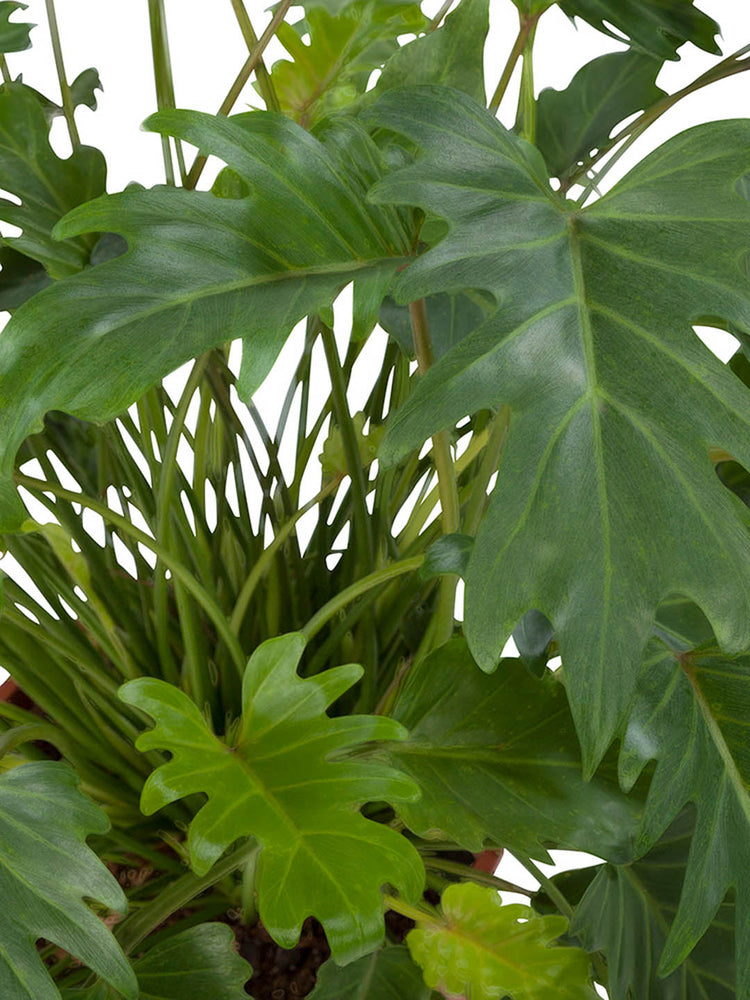 Philodendron Xanadu Green