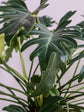 Philodendron Xanadu Green