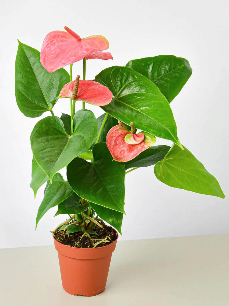Anthurium Andraeanum Pink Plant or Flamingo Flower or Painter s Palette with Green coloured leaves and Pink coloured flower 