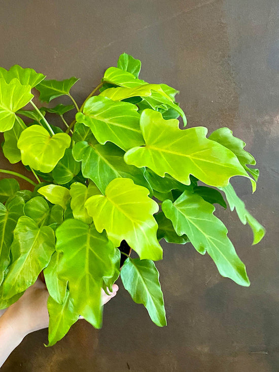 Philodendron Xanadu Golden Plant or Philodendron ‘Golden Xanadu’ with Lemon Yellow Smooth Leaf coloured leaves