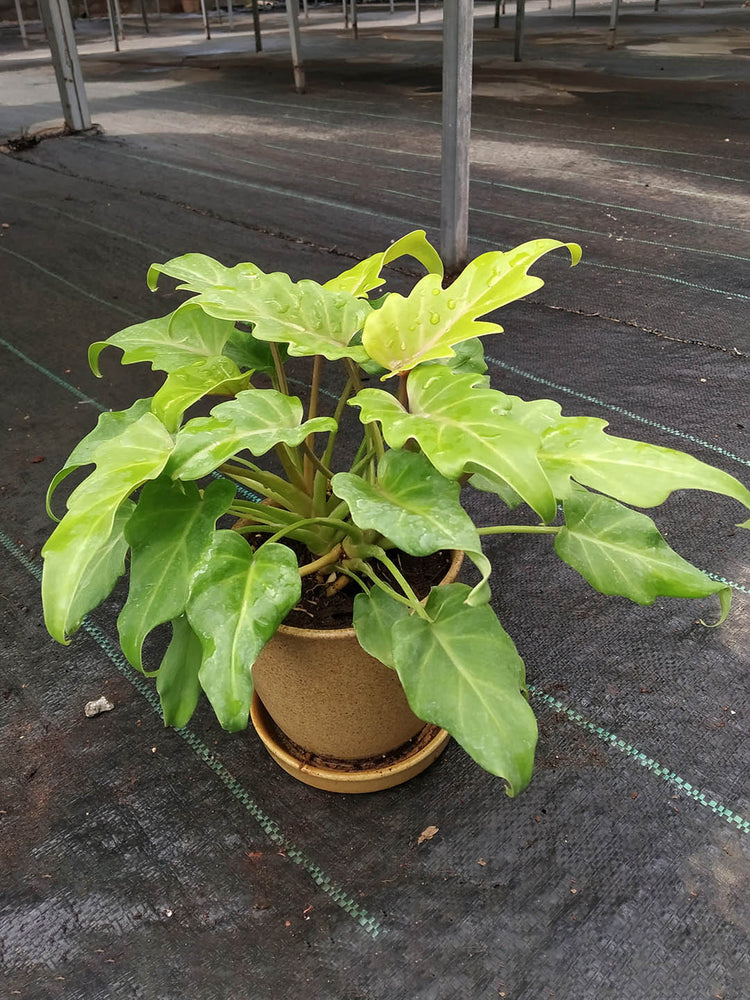 Philodendron Xanadu Golden