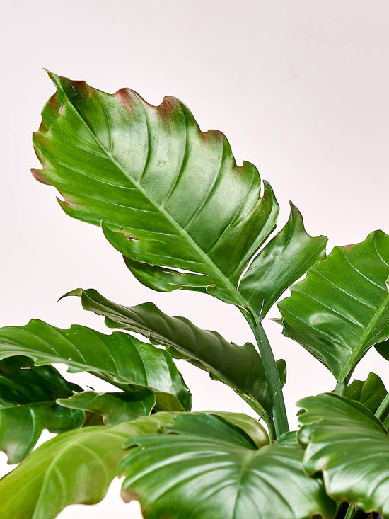 Philodendron Pluto Plant or Philodendron Bipinnatifidum with Green coloured leaves
