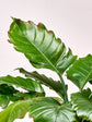 Philodendron Pluto Plant or Philodendron Bipinnatifidum with Green coloured leaves