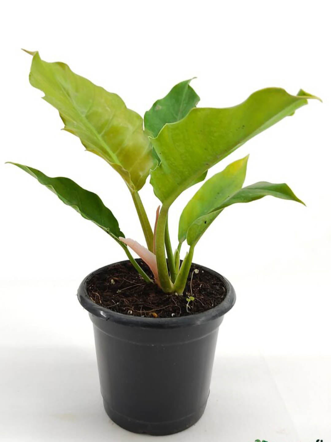 Philodendron Pluto 